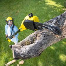 Leaf Removal in Forreston, IL