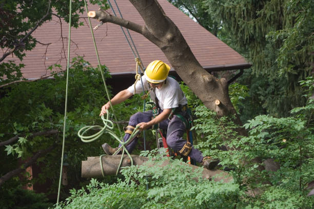 Reliable Forreston, IL Tree Care Solutions