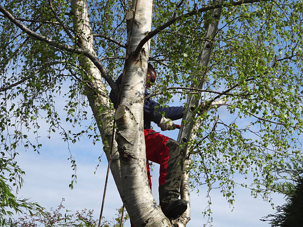 How Our Tree Care Process Works  in  Forreston, IL